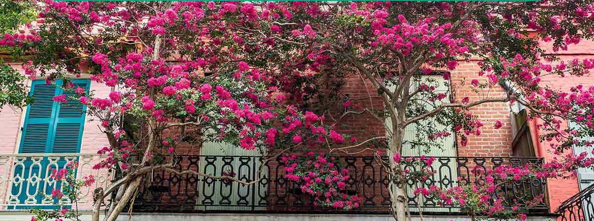 Моят опит с Индийския люляк: Пълно ръководство за отглеждане в България