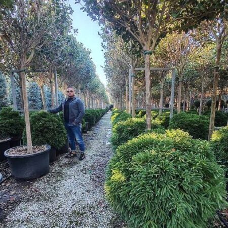 Японска Криптомерия Cryptomeria Jap. Globosa Nana