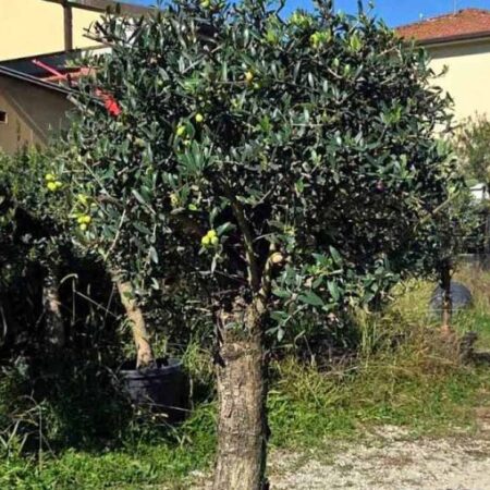 Маслина Европеа Дърво (Olea Europaea)