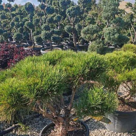 Клек бонсай: Pinus mugo Mughus