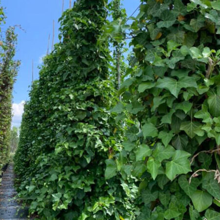 Бръшлян: Хедера обикновен (Hedera)