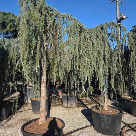 Плачещ Кедър Деодара: Cedrus deodara Feelin Blue