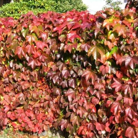 Дива Лоза (Parthenocissus quinquefolia)