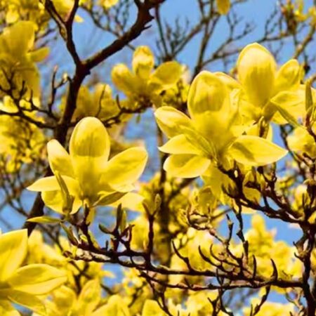 Магнолия Жълта ‘Бътърфлайс’ (Magnolia ‘Butterflies’)