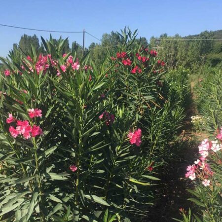 Зокум: Олеандър (Nerium oleander)