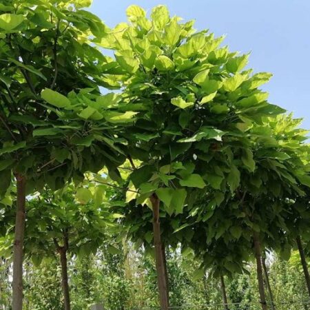 Каталпа: Кълбовидна (Catalpa bignonioides ‘Nana’)