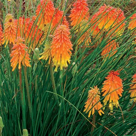 Книфофия (Kniphofia) – Декоративна трева