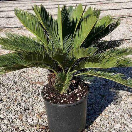 Палма Кралски Цикас (Cycas Revoluta)