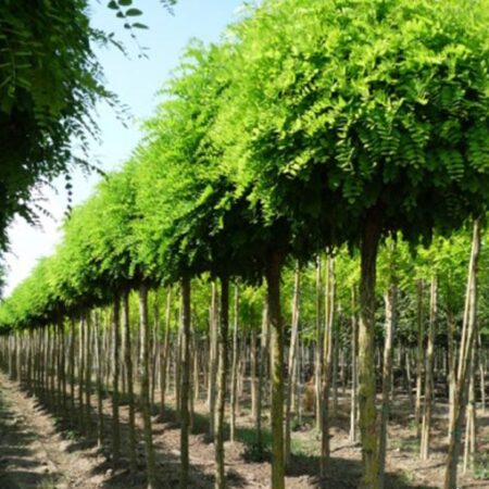 Кълбовидна акация (Robinia pseudoacacia ‘Umbraculifera’)