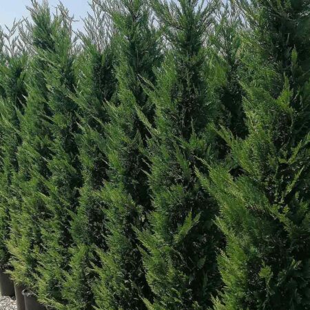 Лейландски Кипарис (Cupressocyparis leylandii)