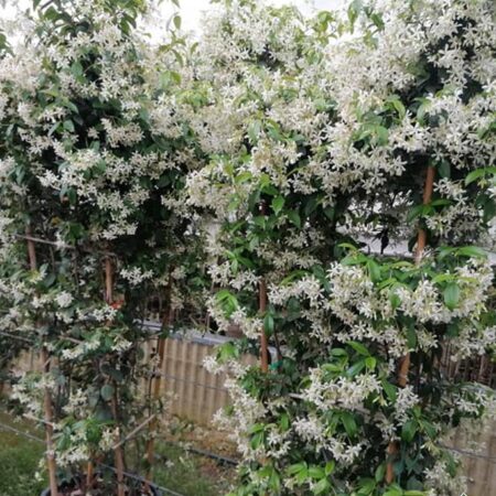 Обикновен Жасмин: Лекарствен (Jasminum officinale)
