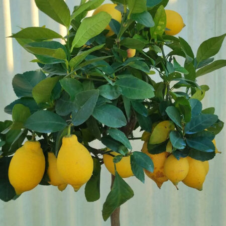 Лимон (Citrus × limon) в саксия