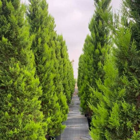 Лимонов Кипарис (Cupressus macrocarpa ‘Goldcrest’)