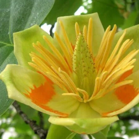 Лирово дърво (Liriodendron)