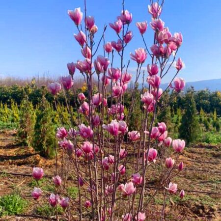 Магнолия Солангеана (Magnolia Soulangeana)