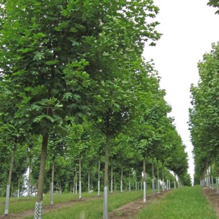 Шестил: Млечен явор (Acer platanoides)