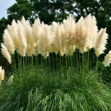 Пампаска Трева / Pampas Grass (Cortaderia selloana)