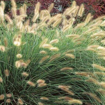 Пенисетум (Pennisetum) : Декоративна трева