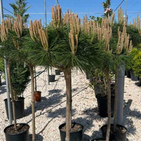 Пинус Брепо (Pinus Brepo)