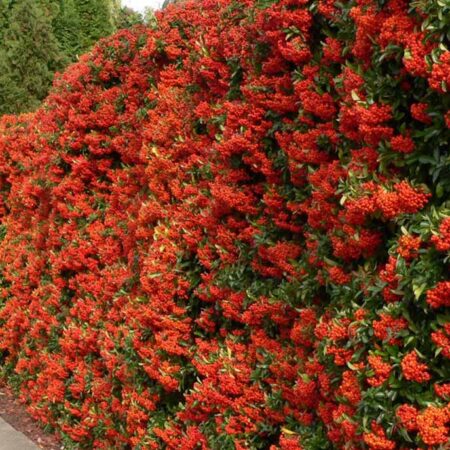 Пираканта (Pyracantha Coccinea)