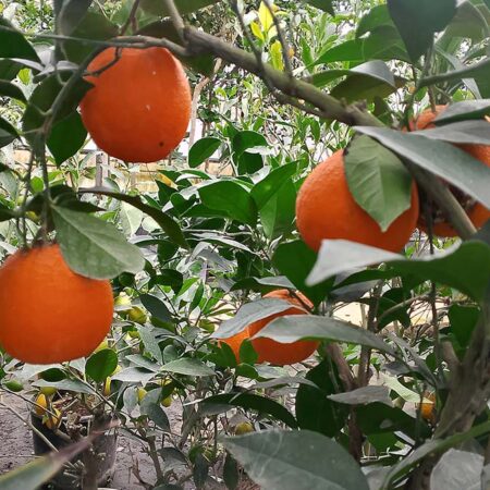 Портокал (Citrus sinensis ) в саксия
