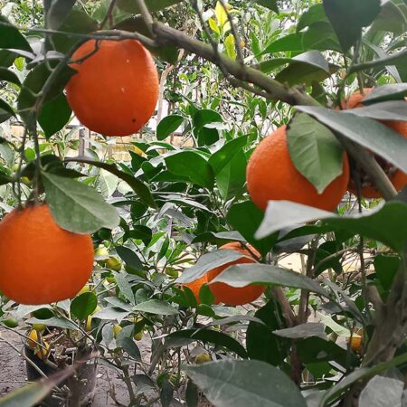 Портокал (Citrus sinensis ) в саксия
