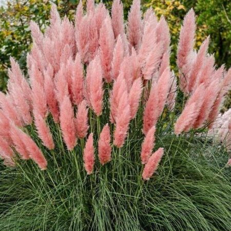 Розова Пампаска Трева / Pink Pampas Grass (Cortaderia selloana ‘Pink’)