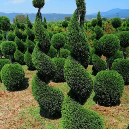 Топиарни Кипариси „Спирала“