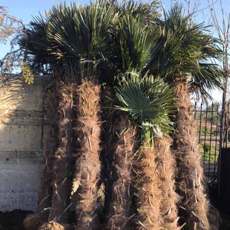 Студоустойчива Китайска Конопена Палма Трахикарпус (Trachycarpus fortunei)