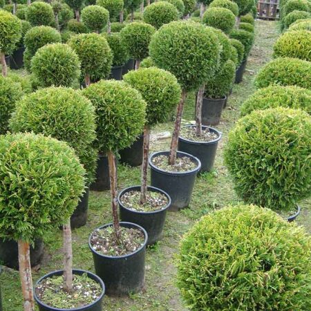 Топиарни Кипариси „Един Етаж Топка“