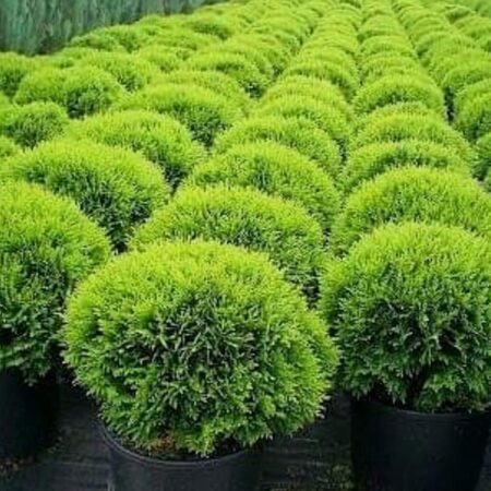 Туя Даника (Thuja Occidentalis Danica)