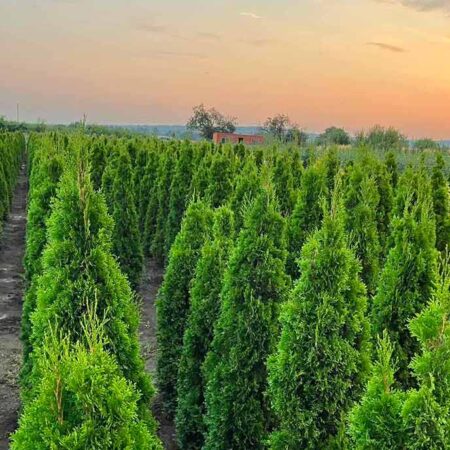 Туя Смарагд (Thuja Occidentalis Smaragd)