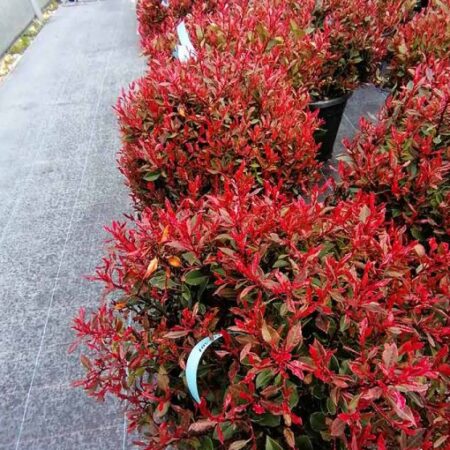 Фотиния „Литъл Ред Робин“ (Phothinia x Fraseri “Little Red Robin”)