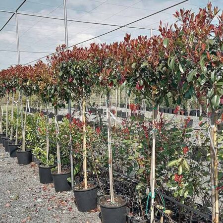 Фотиния „Ред Робин“: Щамбова (Photinia × fraseri ‘Red Robin’)