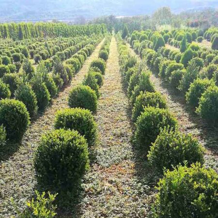 Обикновен чемшир (Buxus sempervirens L.)