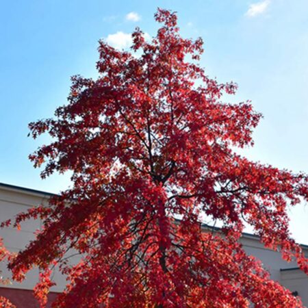 Червен американски дъб (Quercus rubra)