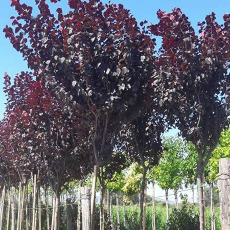 Червенолистна слива (Prunus nigra)