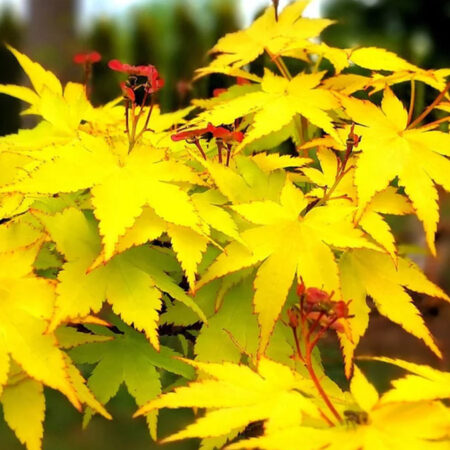 Японски Клен „Summer Gold“/Аcer palmatum „Summer gold“