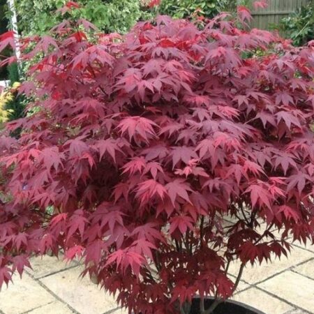 Японски клен „Атропурпуреум“ (Acer palmatum ‘Atropurpureum’)