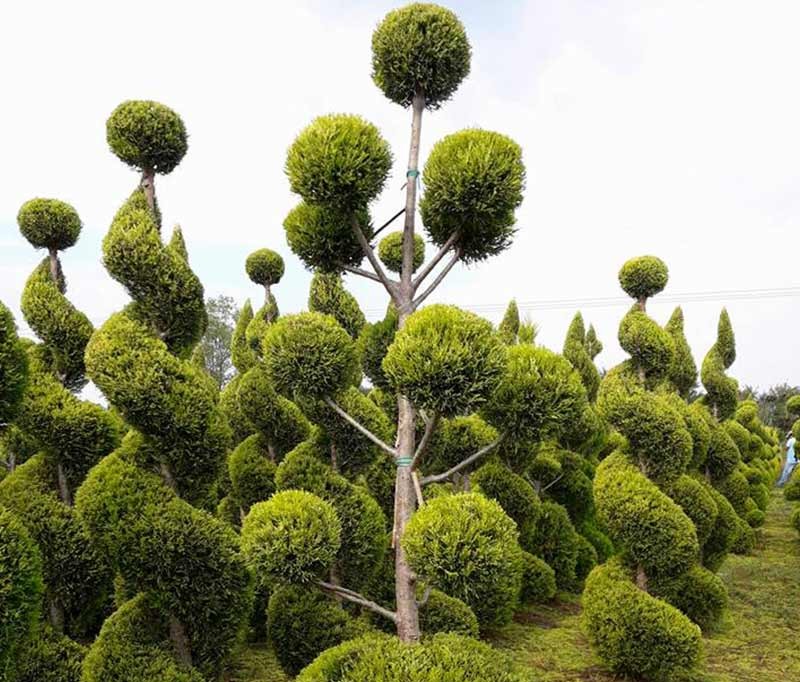 Поп-пон Кипариси (Аризона, Лейландски, Лимонокипарис „Gold Crest“)