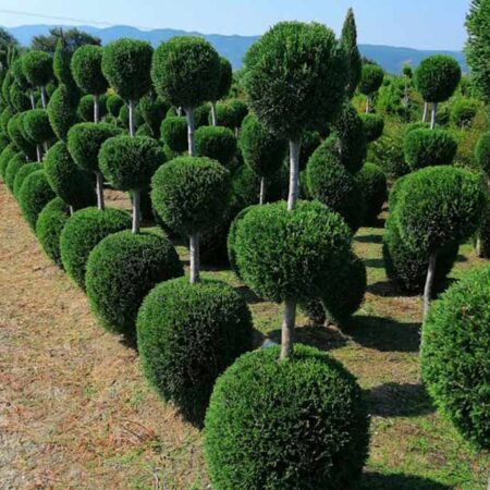 Кипариси в топиарна форма Три и Четири Етажа „Сферични“